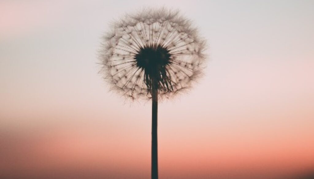 dandelionflower
