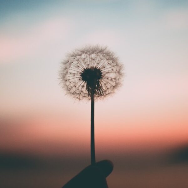 dandelionflower