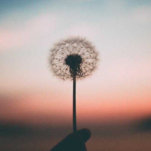 dandelionflower