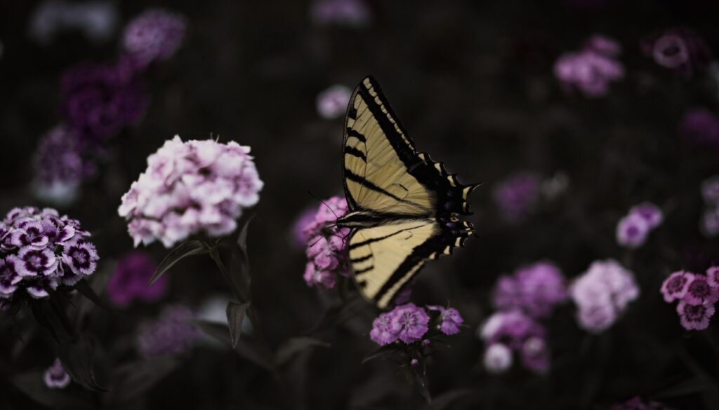 butterfly on purple flours
